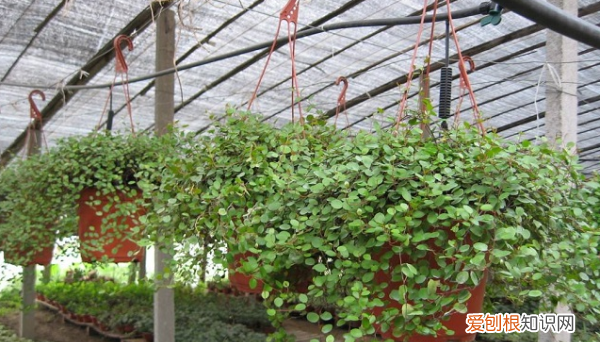 圆叶吊兰的养殖方法 圆叶吊兰怎么养