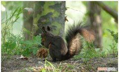 小松鼠埋松子的季节是 小松鼠埋松子的季节是什么季节