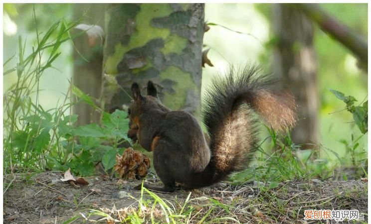 小松鼠埋松子的季节是 小松鼠埋松子的季节是什么季节