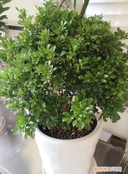 米兰花繁殖方法和注意事项 米兰花如何繁殖以及其注意事项