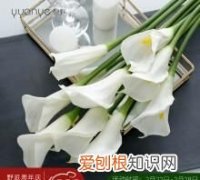 花杆固定方法，马蹄莲插花怎么养 马蹄莲插花的养殖方法