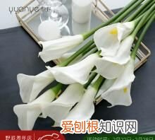 花杆固定方法，马蹄莲插花怎么养 马蹄莲插花的养殖方法