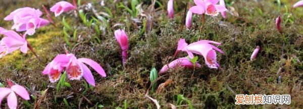 花叶兰种植方法 如何种植花叶兰