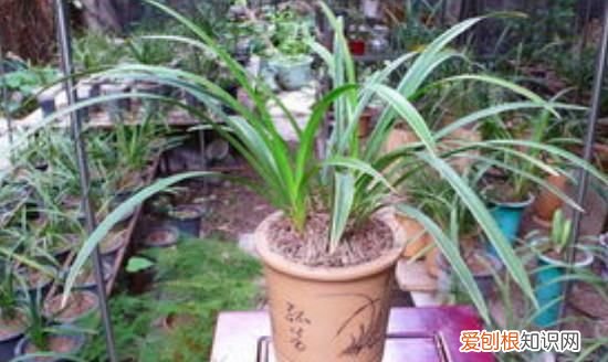 花叶兰种植方法 如何种植花叶兰