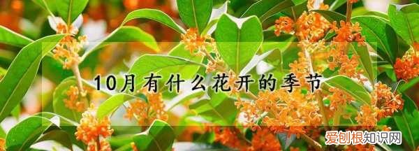 2月有什么花开的季节，千日红是哪个季节的花