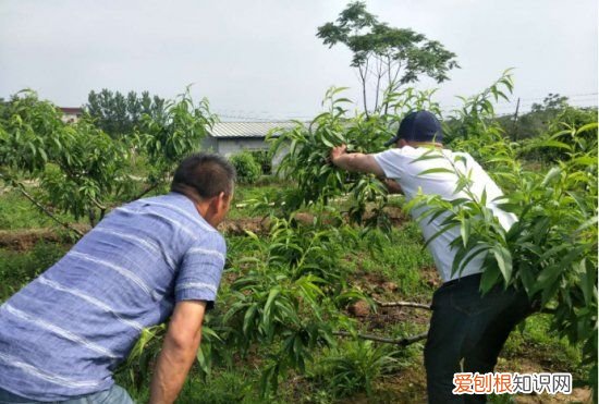 桃树夏剪的时间与方法,y字型三年生桃树夏剪方法