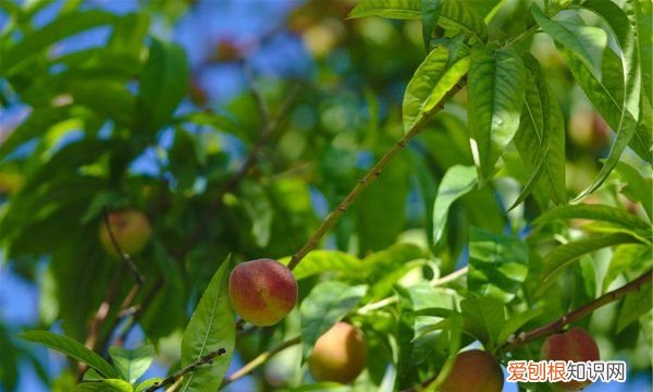 桃树夏剪的时间与方法,y字型三年生桃树夏剪方法