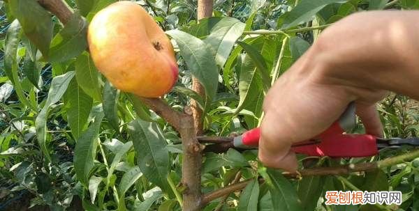 桃树夏剪的时间与方法，y字型三年生桃树夏剪方法