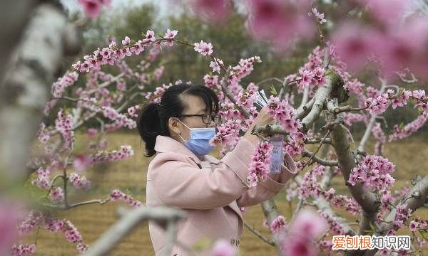 桃树夏剪的时间与方法,y字型三年生桃树夏剪方法