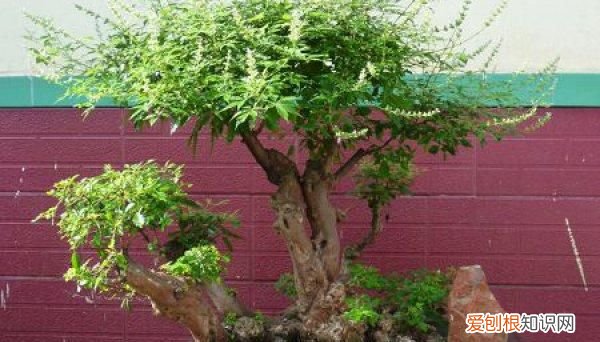 荆疙瘩怎么能栽活