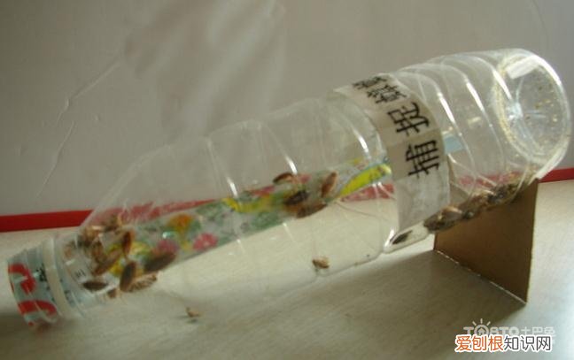 灭蟑螂的妙招有哪些 除蟑螂最有效最好的方法