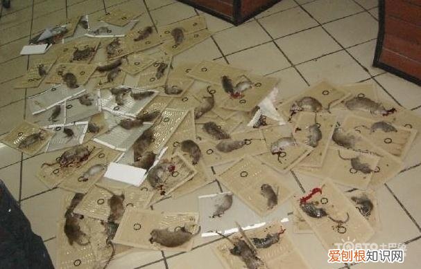 灭蟑螂的妙招有哪些 除蟑螂最有效最好的方法