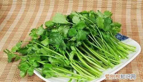 3月份可以种香菜，谷雨可以种香菜 谷雨适不适合种植香菜