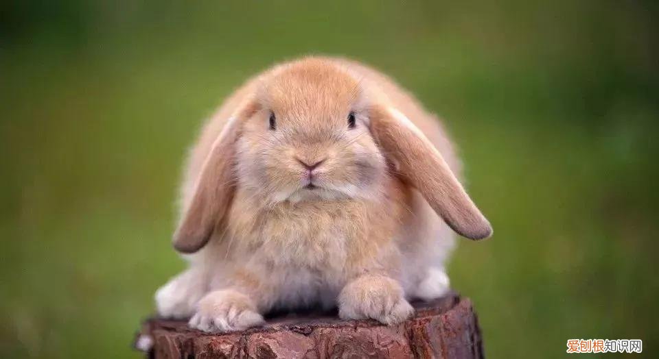 一只龙猫多少钱?龙猫好吃吗?有味道吗?