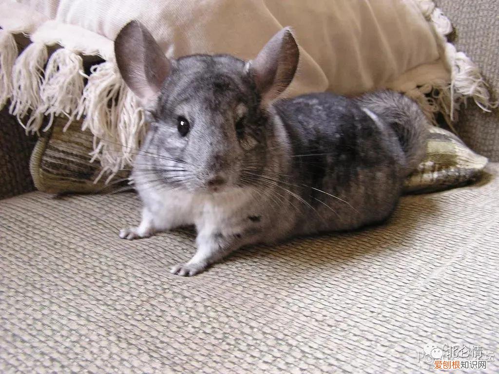 一只龙猫多少钱?龙猫好吃吗?有味道吗?