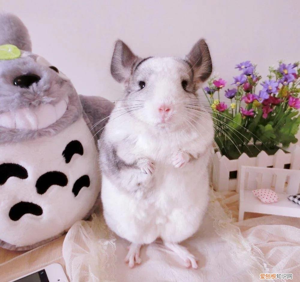 一只龙猫多少钱?龙猫好吃吗?有味道吗?