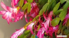 解爪兰开花了多长时间浇一次水 解爪兰开花了浇水注意事项