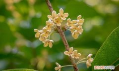 什么桂花开花的时间最长 哪种桂花开花的时间最长