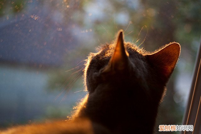 四肢太细，但太细，看不见