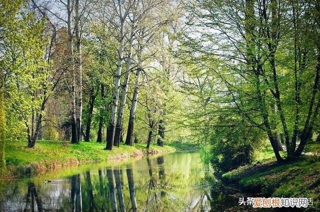 俗语“院中不栽三树,客厅莫挂三物”分别指的是哪些?