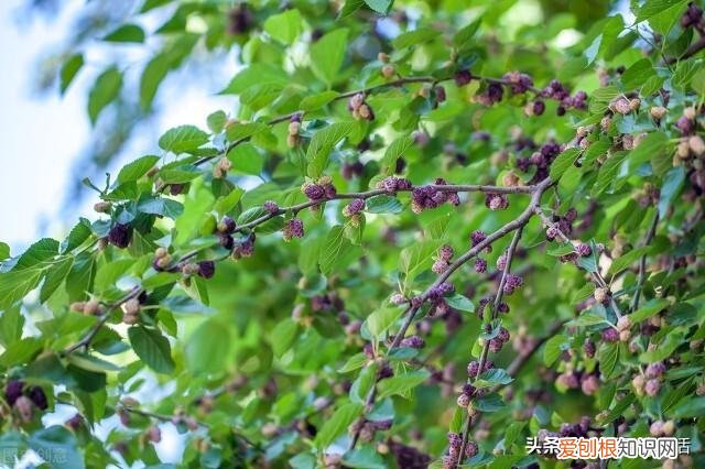 俗语“院中不栽三树,客厅莫挂三物”分别指的是哪些?