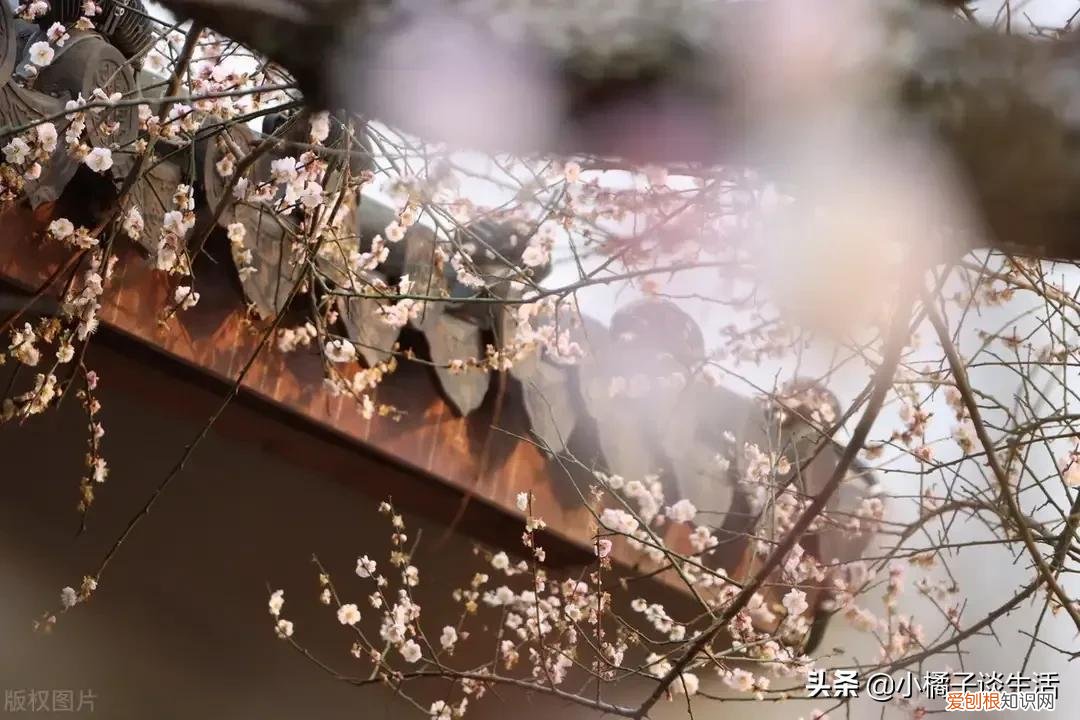 俗语“院中不栽三树,客厅莫挂三物”分别指的是哪些?