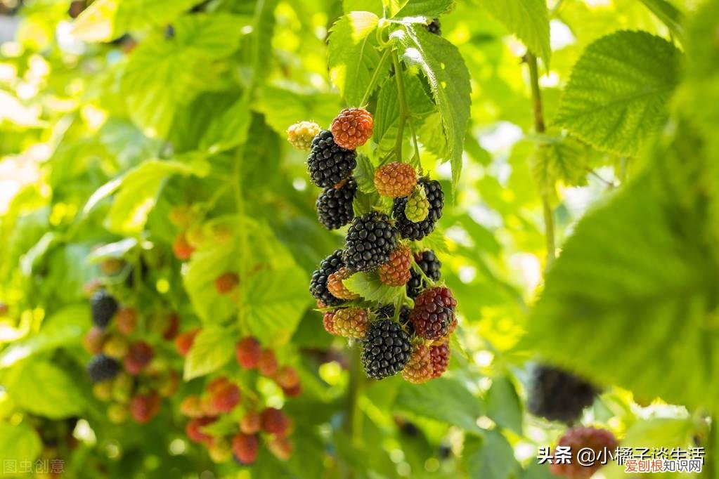 俗语“院中不栽三树,客厅莫挂三物”分别指的是哪些?