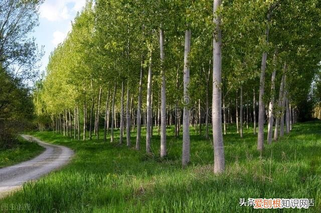 俗语“院中不栽三树,客厅莫挂三物”分别指的是哪些?