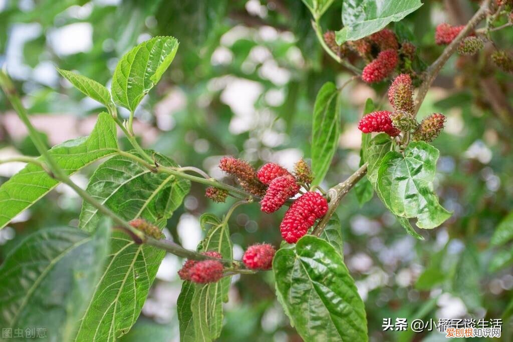 俗语“院中不栽三树,客厅莫挂三物”分别指的是哪些?