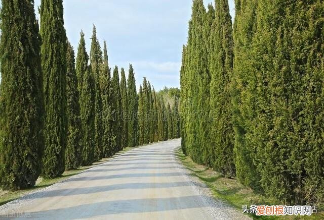 俗语“院中不栽三树,客厅莫挂三物”分别指的是哪些?