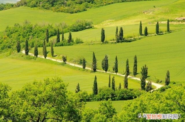 俗语“院中不栽三树,客厅莫挂三物”分别指的是哪些?