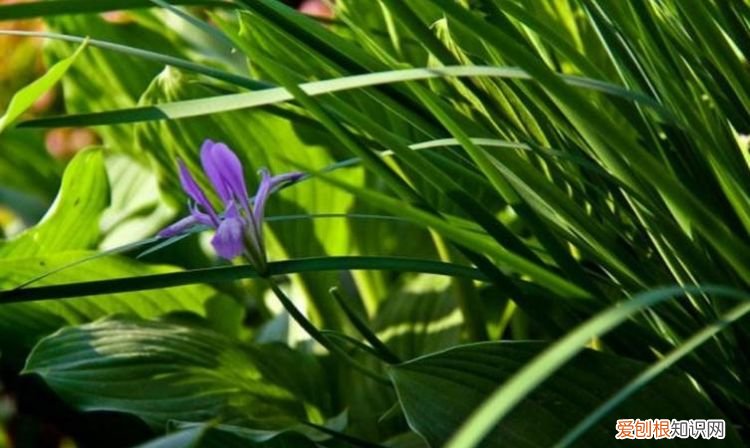 盆栽马兰花的养殖方法 盆栽马兰花的养殖方法介绍