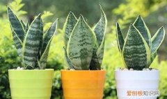 虎尾兰怎么养殖方法和注意事项 虎尾兰怎么养殖方法和注意事项介绍