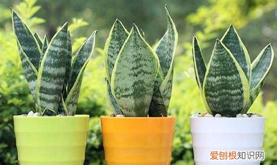 虎尾兰怎么养殖方法和注意事项 虎尾兰怎么养殖方法和注意事项介绍