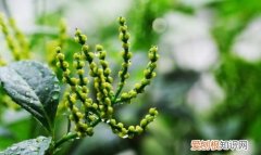 珠兰的养殖方法和注意事项 珠兰的养殖方法和注意事项介绍