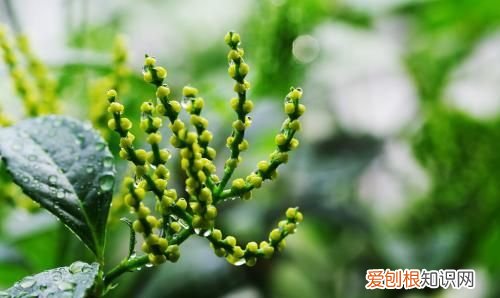 珠兰的养殖方法和注意事项 珠兰的养殖方法和注意事项介绍