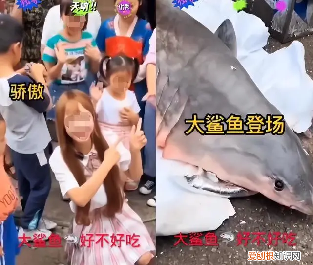 网红“提子”被曝食用幼年大白鲨!自称是人工养殖,警方已介入
