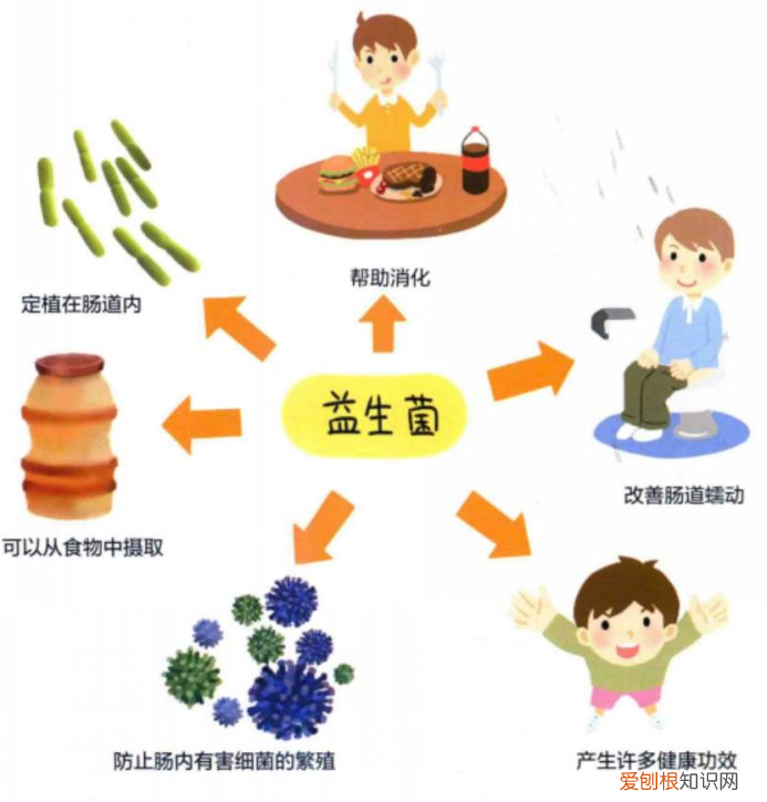 益生菌除了与肠道有关系，还与身体哪些部位有关系？