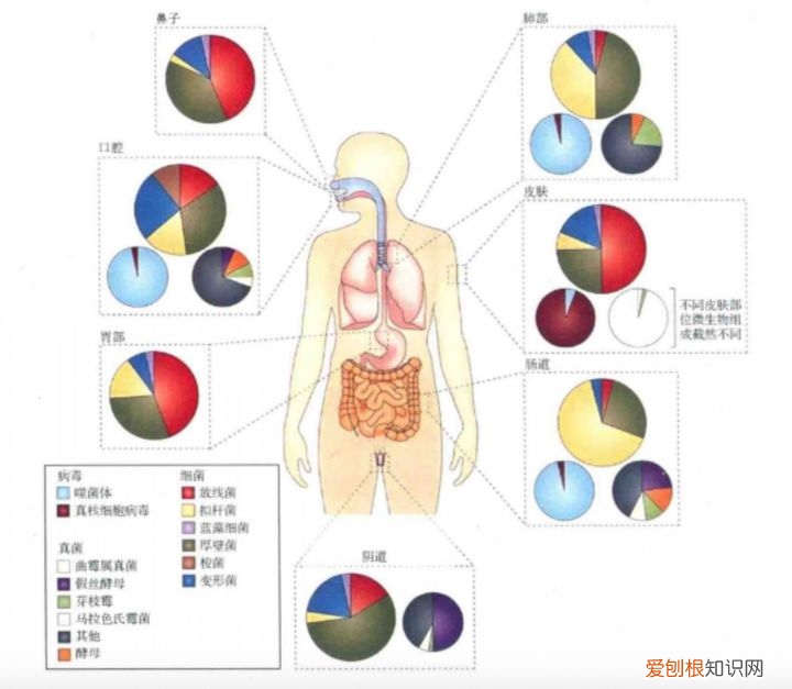 益生菌除了与肠道有关系,还与身体哪些部位有关系?