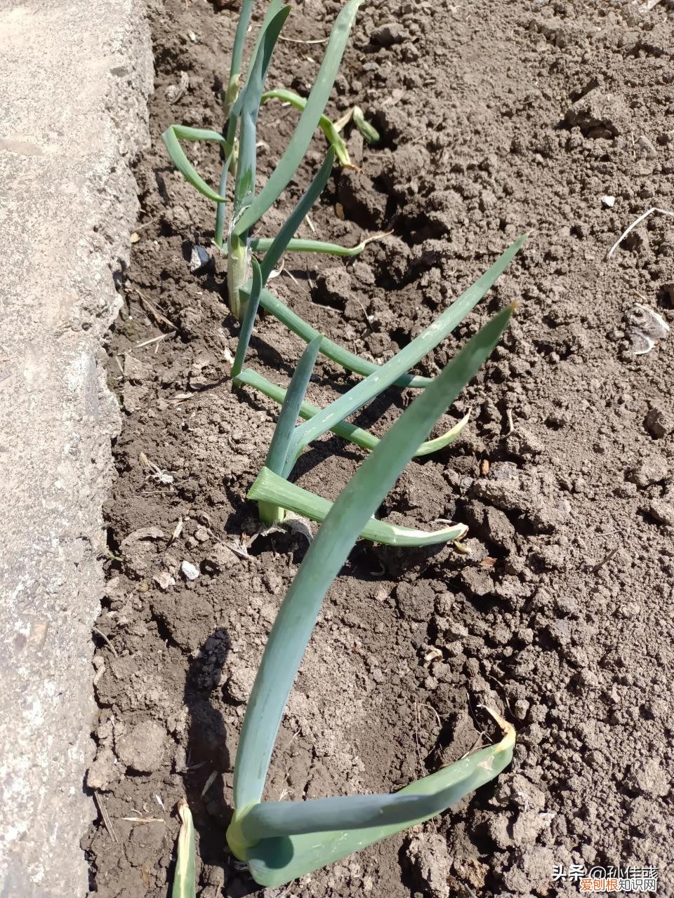 描述美食的句子是绿葱 有哪些句子描子有哪些