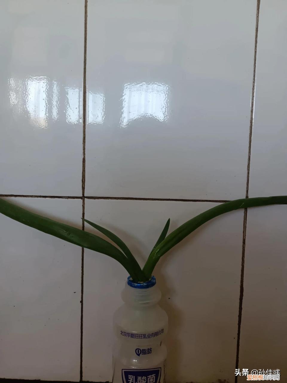 描述美食的句子是绿葱 有哪些句子描子有哪些