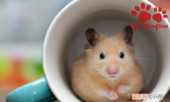 如何让仓鼠快速变胖 怎样让仓鼠快速变胖