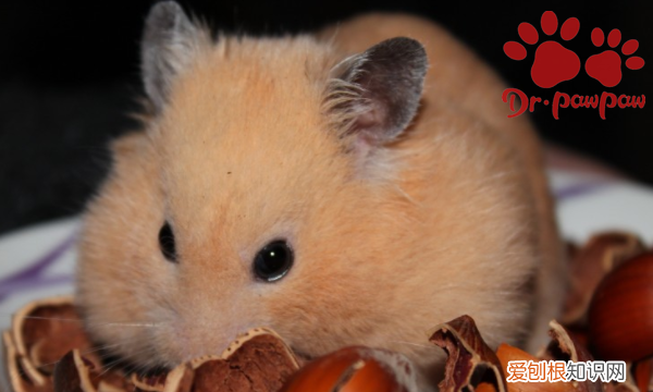 如何让仓鼠快速变胖 怎样让仓鼠快速变胖