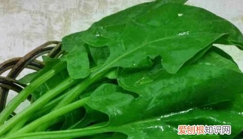 菠菜和红薯可以一起吃 菠菜和红薯能不能一起吃