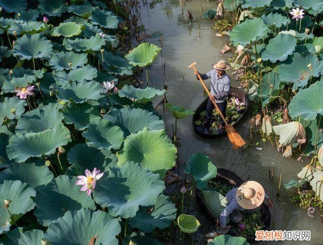 大暑过后还会热多久？｜民俗日历·二十四节气
