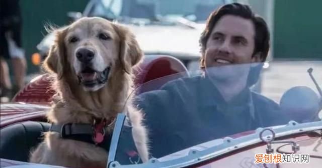 十部温情感人催人泪下的狗狗电影