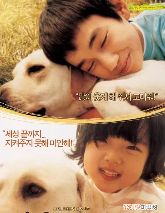 十部温情感人催人泪下的狗狗电影