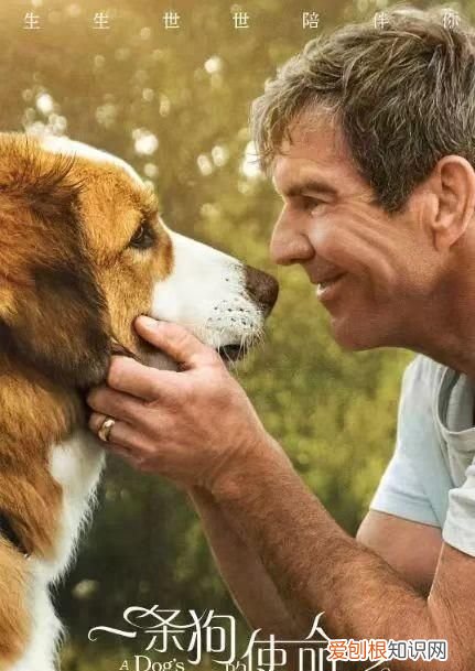 十部温情感人催人泪下的狗狗电影