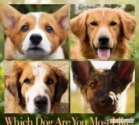 十部温情感人催人泪下的狗狗电影