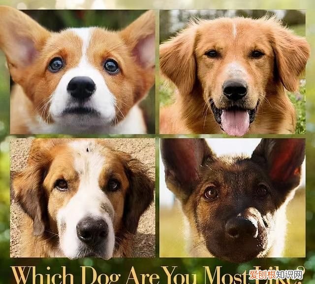 十部温情感人催人泪下的狗狗电影